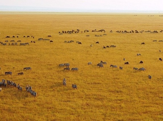 Great Migration in Kenya